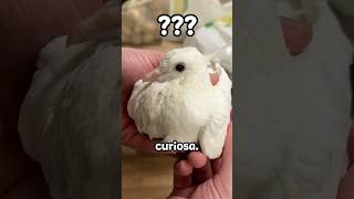 Mi Paloma Esta Lisiada Se Llama Basurito