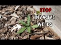 How To STOP The Most INVASIVE Weeds In The Garden - Don't Make These Mistakes