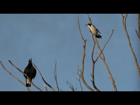 Magpie sings with Butcherbird