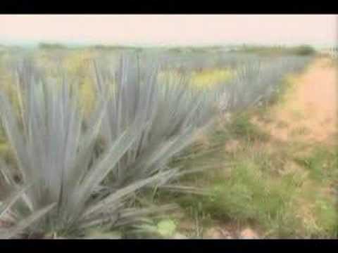 Miel de agave - YouTube Miel de agave - YouTube