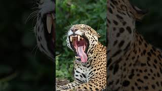 Big Yawn From This Jaguar In The Pant
