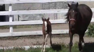 Spring Red Fox Foals Spring Red Fox Foals