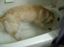 Zoey in the tub with water!