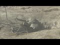 Baby elephant rescue will steal your heart.flv