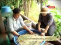 การเพาะถั่วงอก