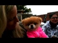 Boo's Big Vacation: World's Cutest Dog Takes San Francisco