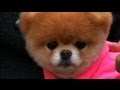 Boo's Big Vacation: World's Cutest Dog Takes San Francisco