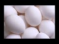 homo