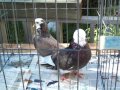 roller pigeons