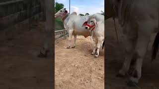 Khmer Breed Bulls Are Beautiful, Good Quality, And Of High Quality.