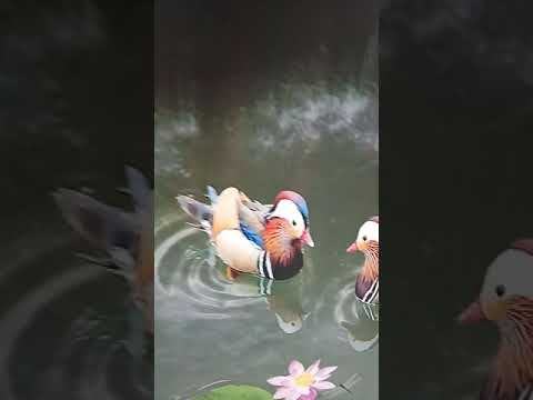 Tranh dán tường giếng trời tại hoà xuân- đà nẵng - 0905934733