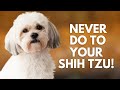 5 Things You Must Never Do to Your Shih Tzu Dog