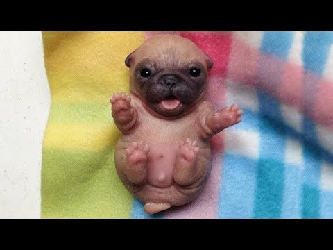 Funny Animals Doing Funny Things 2018 || FunnyVines