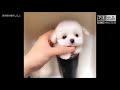 Funny Animals Doing Funny Things 2018 || FunnyVines