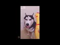 Funny Animals Doing Funny Things 2018 || FunnyVines