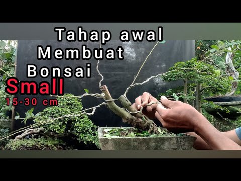 cara membuat bonsai small 15-30cm//bonsai sisir@Andreasbonsaivlogs