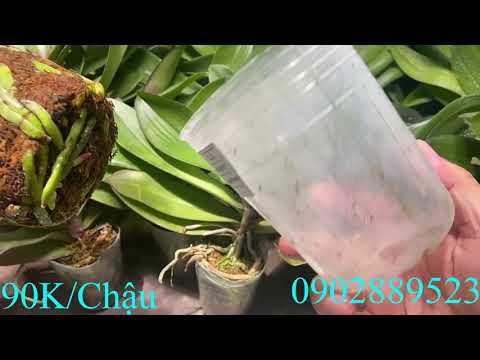 Bán Lan Hồ Điệp Đại Giống Giá Rẻ Ngày 20/9!LH Zalo 0902889523
