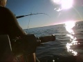 More Kingfish action Jetskifishing
