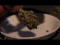 The Highlife (Cannabis) Cup 2012 - Judging the Hydro Category Part 1