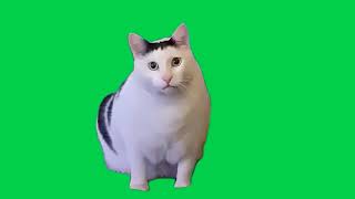 Huh Cat Meme Green Screen Ha Diyen Kedi Yeşil Perde