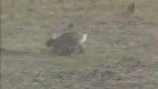 Video de un conejo cazando a una serpiente