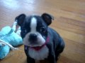 Boston Terrier vs. Big Blue Bear Round 1