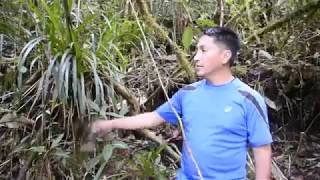 Refugio del Bosque Medicinal - buscando apoyo