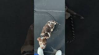 Chilling N Training On The Roof 14 Weeks Old