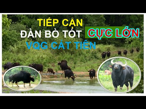 Bò tót hoang dã ở Vqg. Cát Tiên . Approach wild gaurs in Cat tien national park.