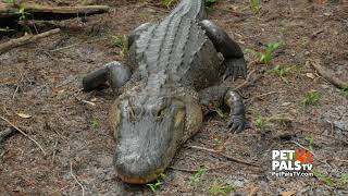 Wanna Pet an Alligator?
