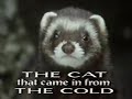 The Cat That Came In From The Cold (1991)