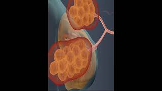 Breast Anatomy 3D Animation