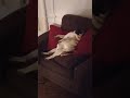 Party Pug Pizza Overdose