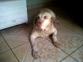 Cachorro labrador toma bronca e se arrepende kk muito engraçado
