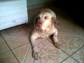 Cachorro labrador toma bronca e se arrepende kk muito engraçado