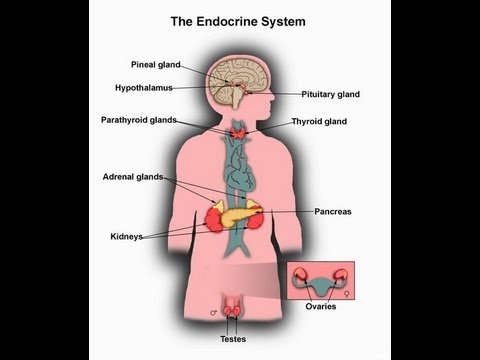 What is Endocrine System function-Major Glands of Human Body - YouTube