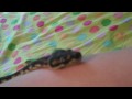 My Irian Jaya Carpet Python