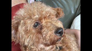 卒業犬さにーちゃん(会名チェリー)とご家族からの幸せ便り💌2022年9月号