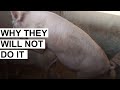 Successful Pig breeding tips (This is how Pigs Mate) #mat!ng