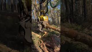 How To See The Tree Process With The 1270G Harvester #Johndeere #Harvester #Viral #Wood #Tree #Love