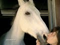 Storia di un cavallo e una ragazza...