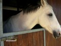 Storia di un cavallo e una ragazza...