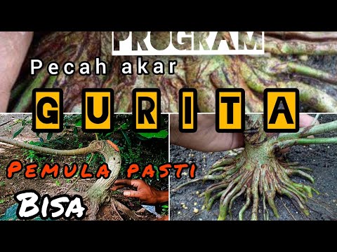pecah akar bonsai loa//membuat akar seperti gurita‼️//pemula pasti bisa