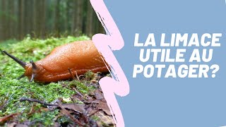 Tout Savoir Sur Les Limaces Rôles, Types Et Solutions Naturelles
