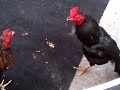 image Ayam Birma Untul Bk Catatan Win 3x Di Solo Hub Hp0816652800