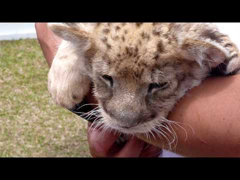 ライオンの赤ちゃん in フェニックス自然動物園　2010．5．5　part 3