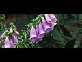 Bloemen in de tuin | Heiloo | Cinematic