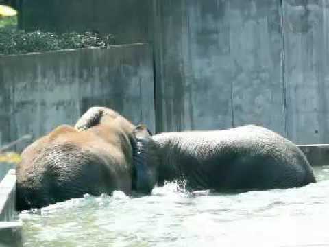 ゾウの水浴び070922とべ動物園