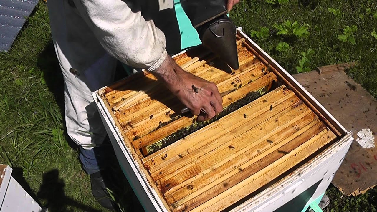 Как сделать отводок из пчелиной Как сделать отводок из пчелиной