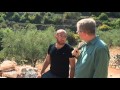 Battir, Palestine: Olive Harvest